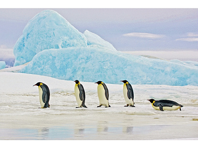 Картина на стекле Signal PENGUINS 120X80